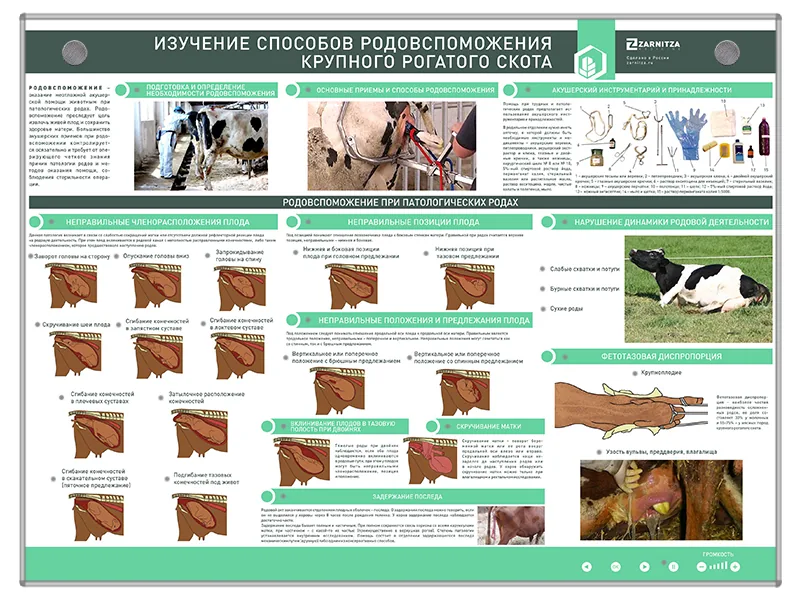 Стенд Зарница родовспоможение крупного рогатого скота