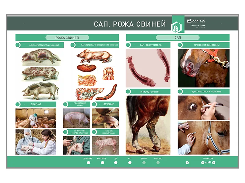 Стенд Зарница сап рожа свиней