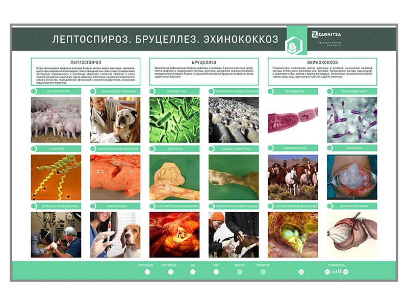 Стенд Зарница лептоспироз бруцеллез эхинококкозы